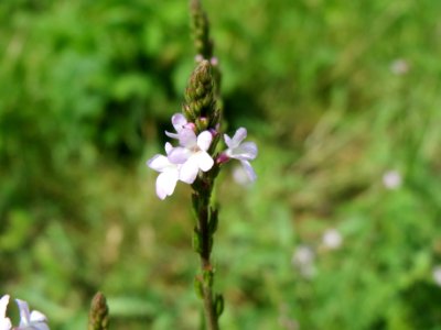 20140614Verbena_officinalis