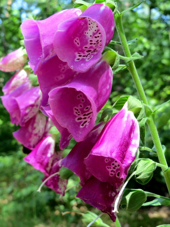 20140608Digitalis_purpurea1