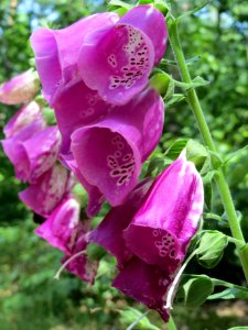 20140608Digitalis_purpurea1