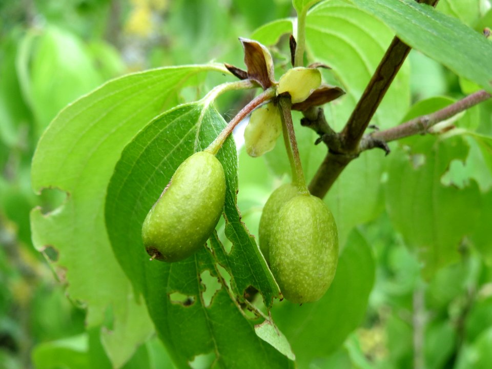 20140614Cornus_mas1