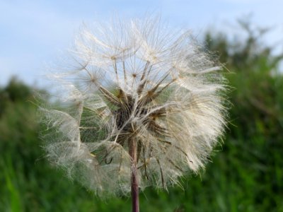 20140607Tragopogon_pratensis2
