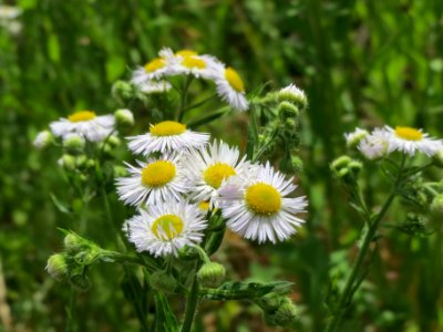 20140614Erigeron_annuus