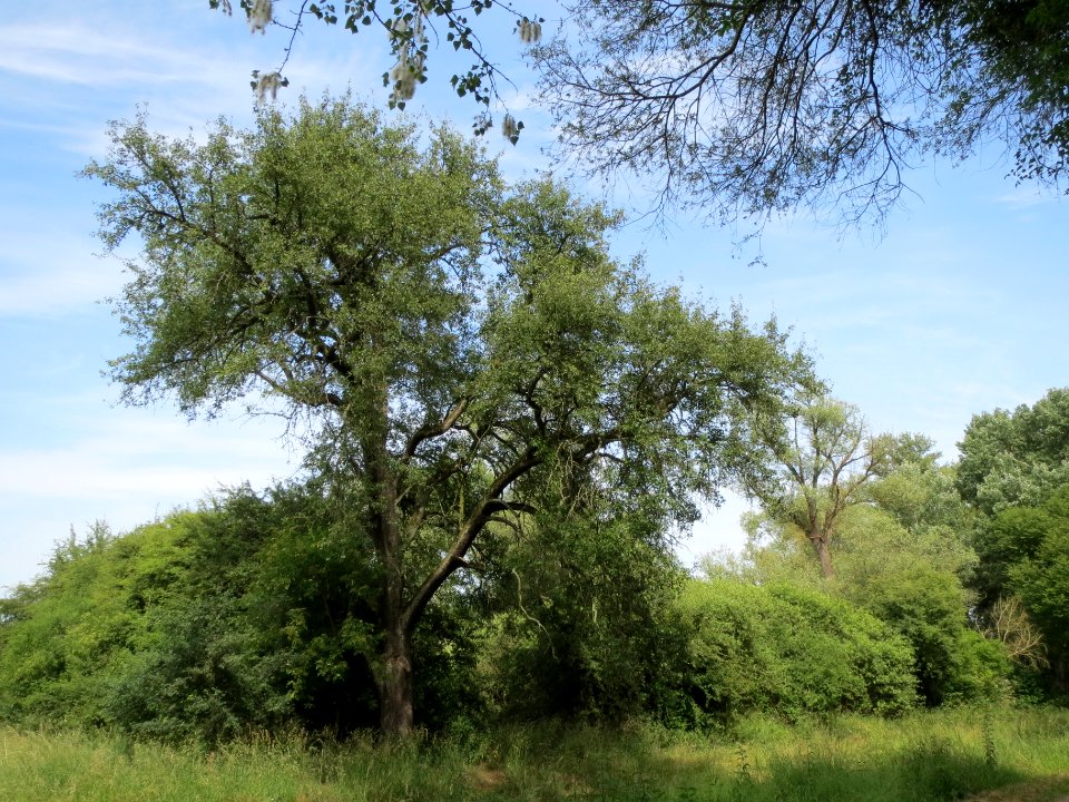 20140607Schwetzinger_Wiesen07