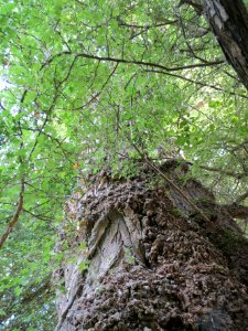 20140607Pappel_Schwetzinger_Wiesen2