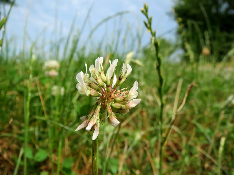 20140611Trifolium_repens1