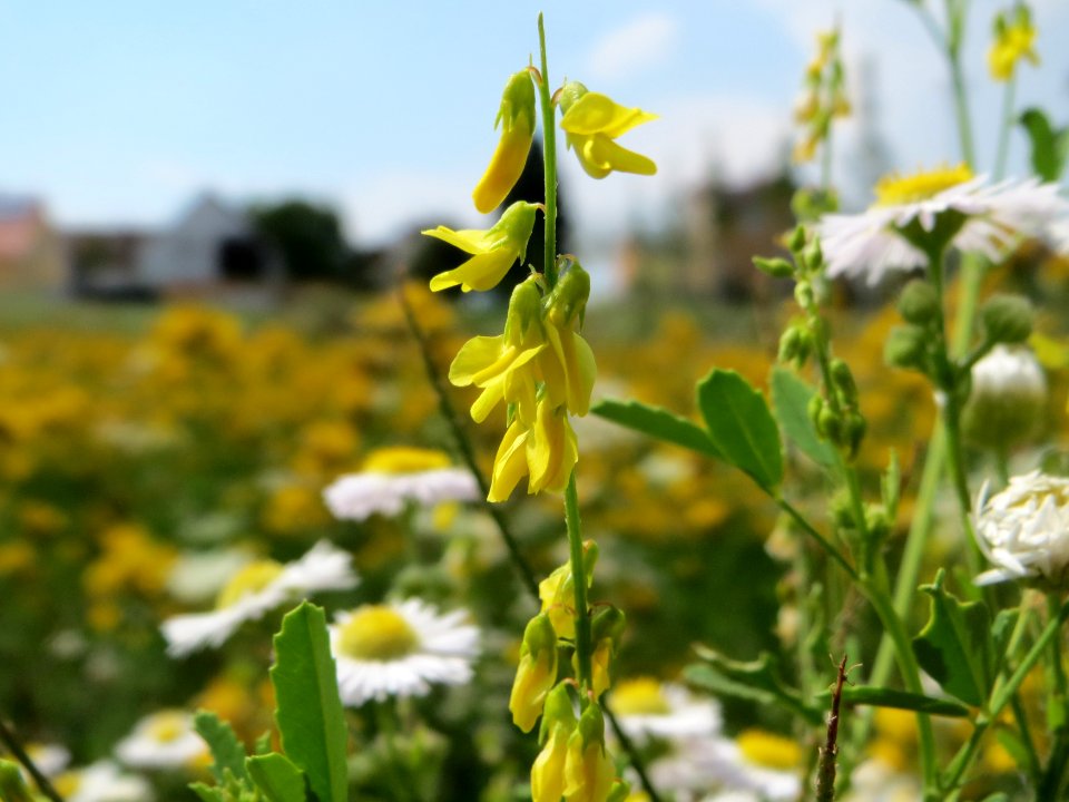 20140725Melilotus_officinalis