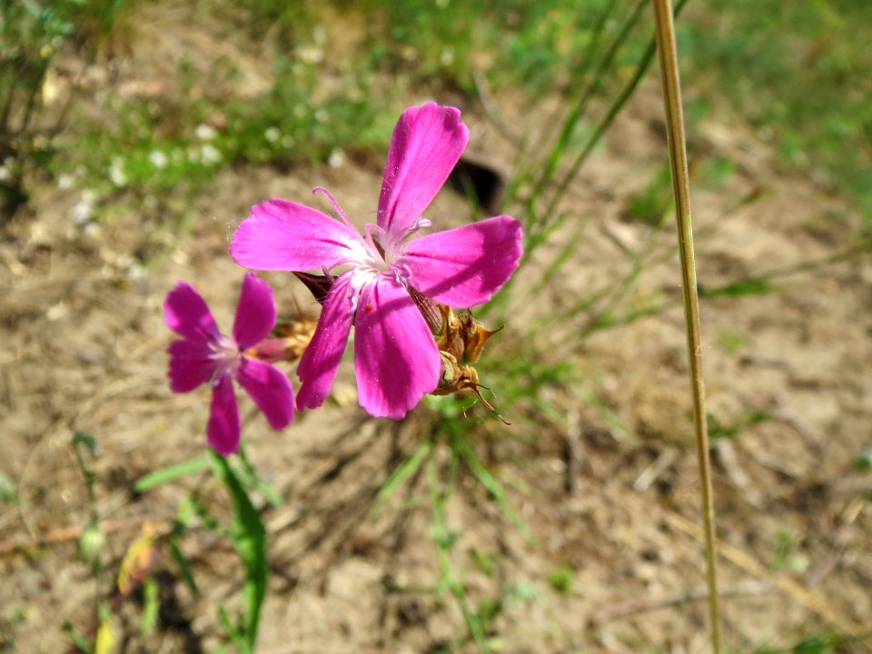20140608Dianthus_carthusianorum2