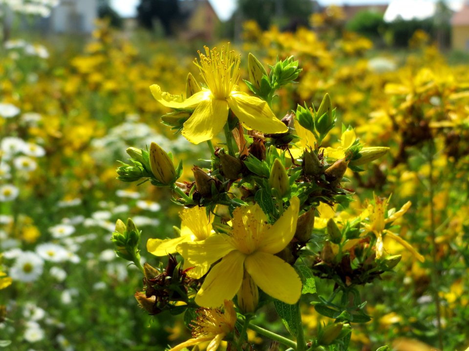 20140725Hypericum_perforatum2