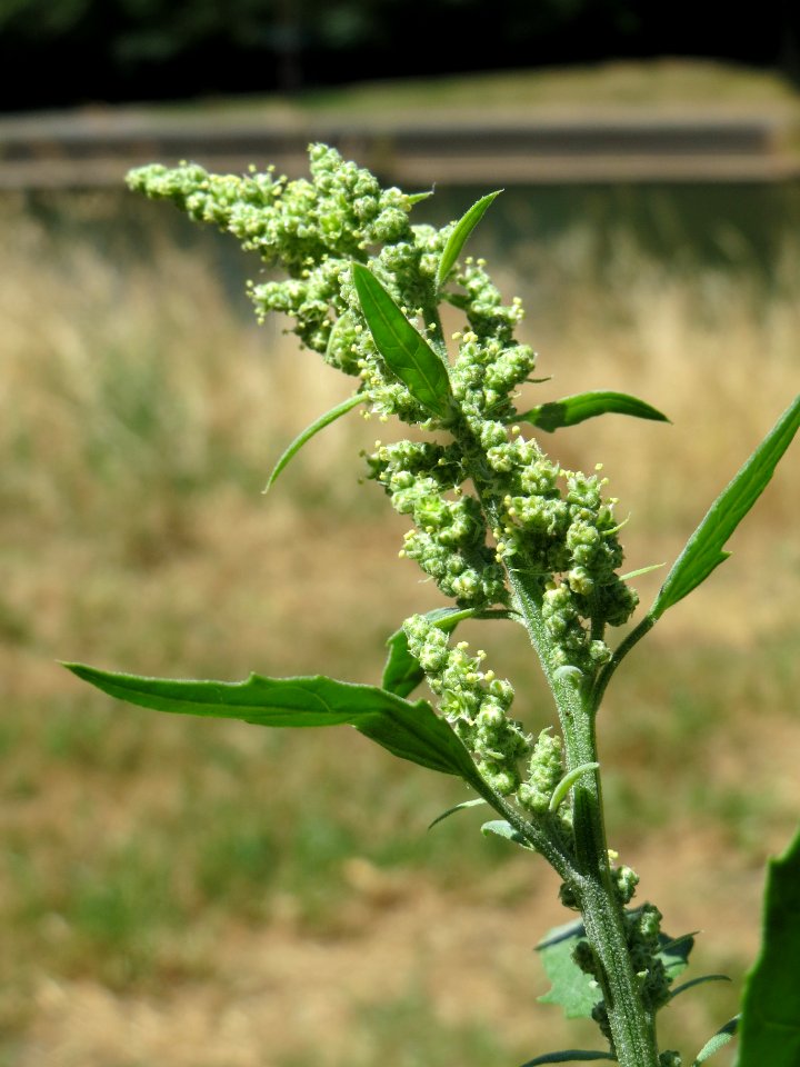 20140624Chenopodium_album