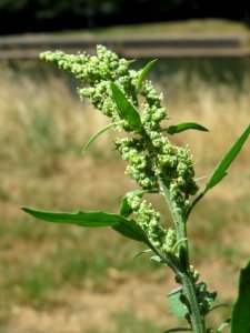20140624Chenopodium_album