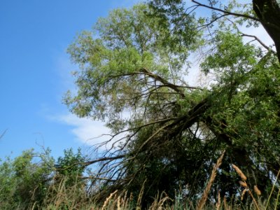 20140611Salix_alba2