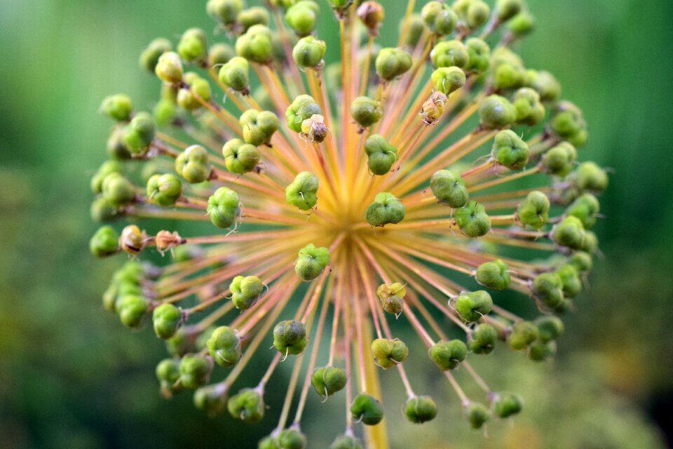 Plant leek greenhouse garden