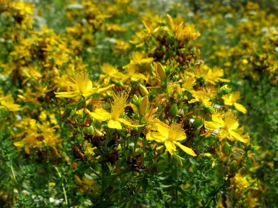 20140725Hypericum_perforatum3