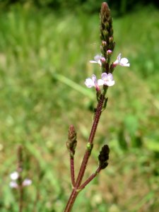 20140622Verbena_officinalis