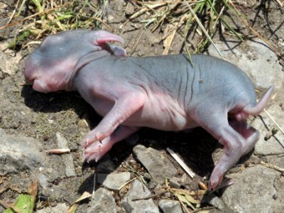 20140610Oryctolagus_cuniculus