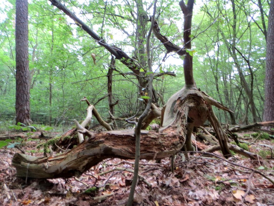 20140726Carpinus_betulus1