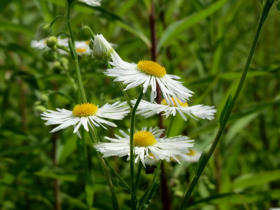 20140612Erigeron_annuus