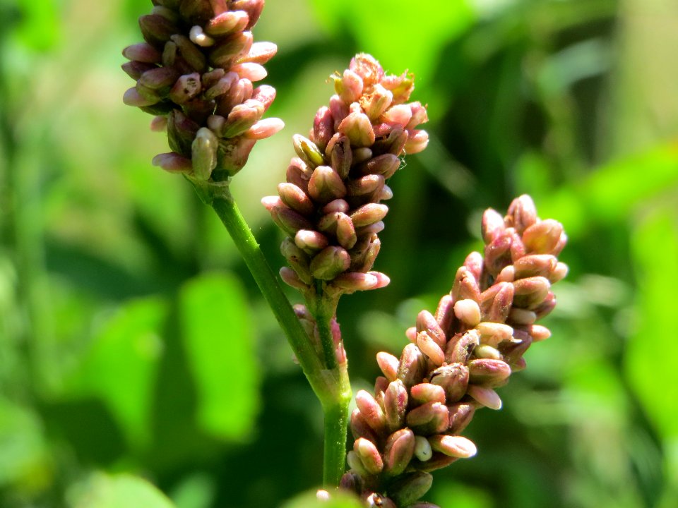 20140624Persicaria_lapathifolia1