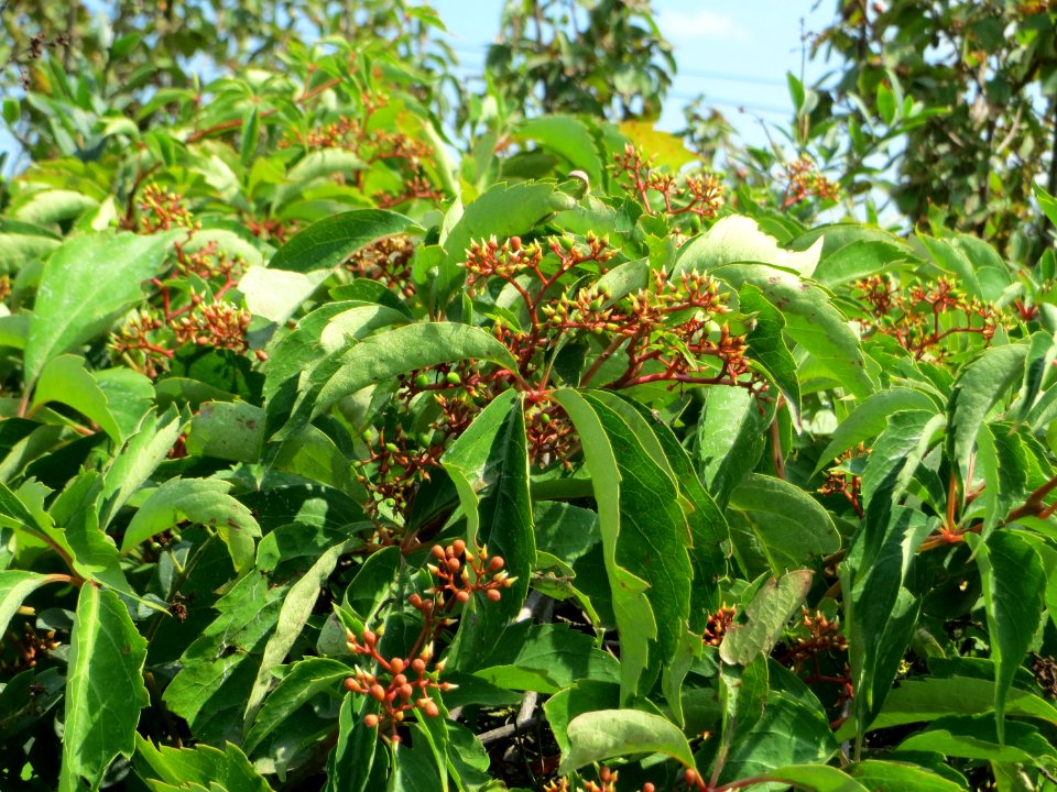 20140725Parthenocissus_quinquefolia1