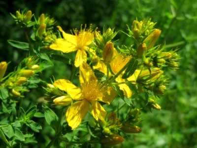 20140607Hypericum_perforatum2