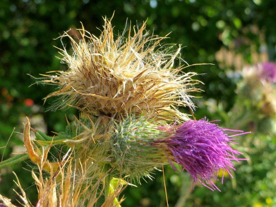 20140624Cirsium_vulgare1