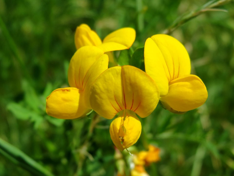20140607Lotus_corniculatus1