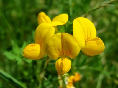 20140607Lotus_corniculatus1