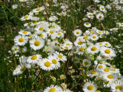 20140724Erigeron_annuus