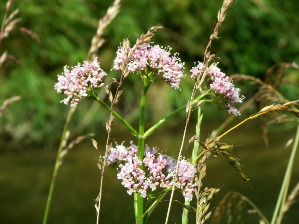 20140607Valeriana_officinalis2