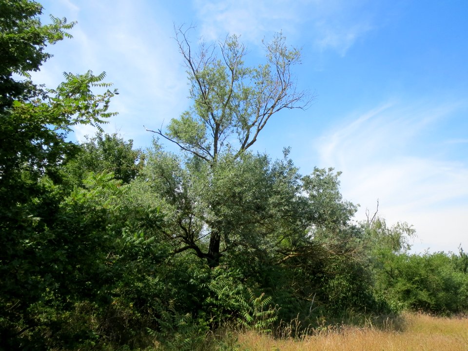 20140613Salix_alba