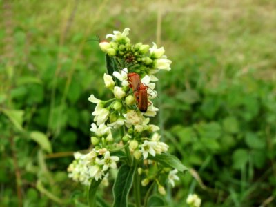 20140627Vincetoxicum_hirundinaria1