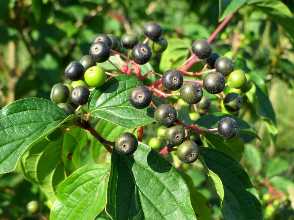 20140724Cornus_sanguinea2