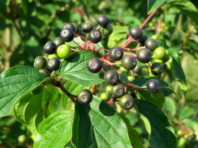 20140724Cornus_sanguinea2