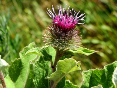 20140626Arctium_tomentosum3