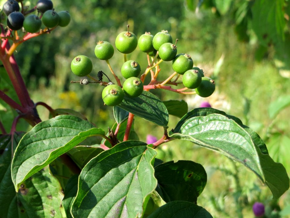 20140724Cornus_sanguinea1