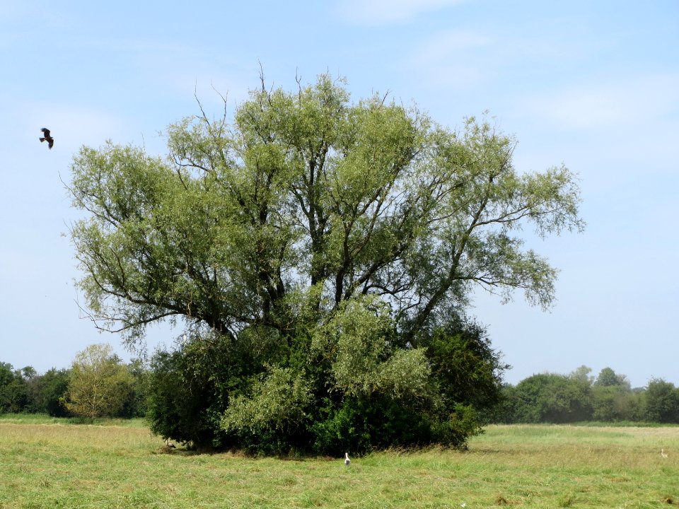 20140607Schwetzinger_Wiesen02