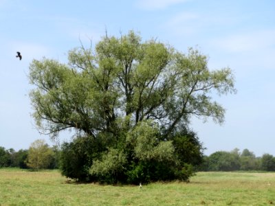 20140607Schwetzinger_Wiesen02