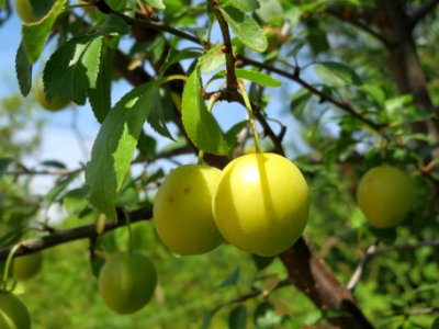 20140613Prunus_cerasifera