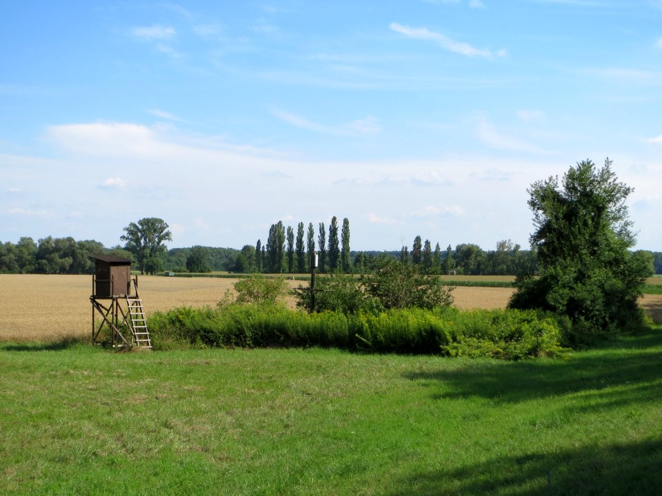 20140723Russheimer_Altrhein7
