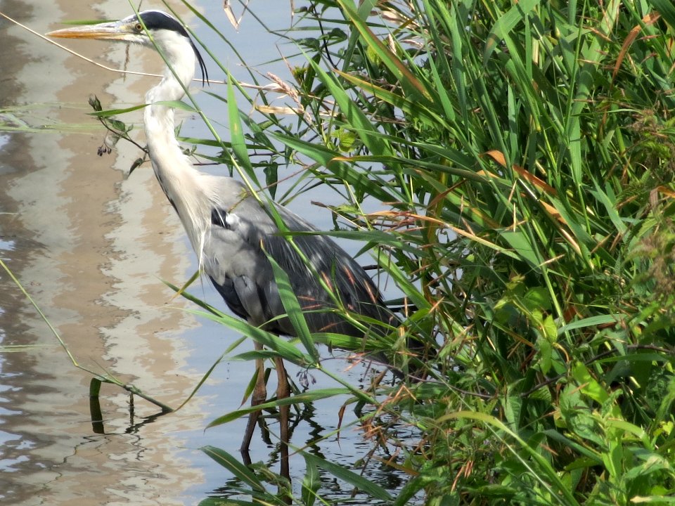 20140623Ardea_cinerea2
