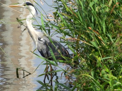 20140623Ardea_cinerea2