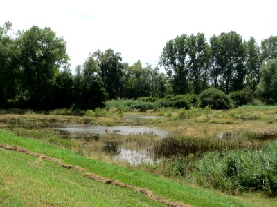 20140723Rheinauenwald_Rheinhausen2