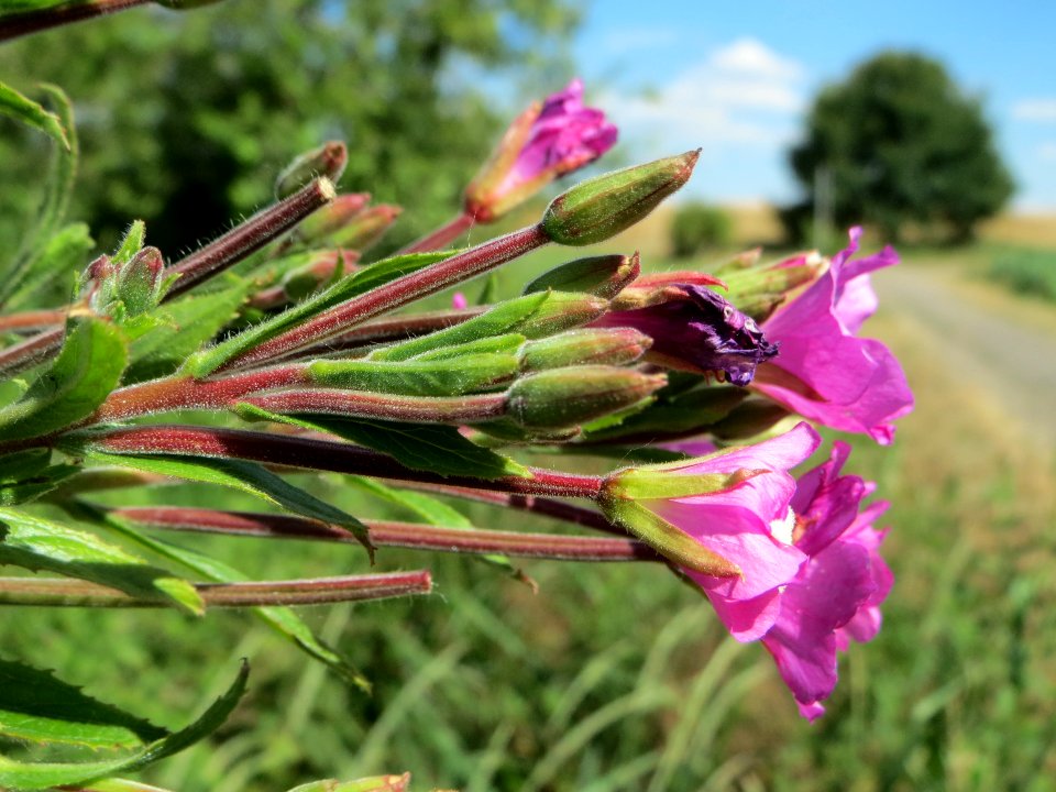 20140626Epilobium_hirsutum2