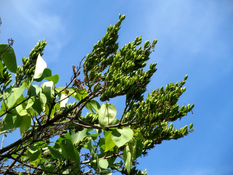 20140613Syringa_vulgaris