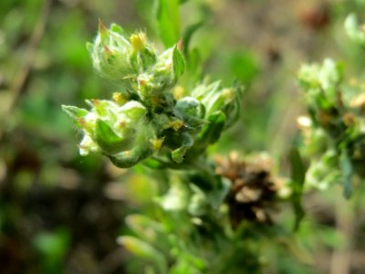20140725Filago_lutescens4
