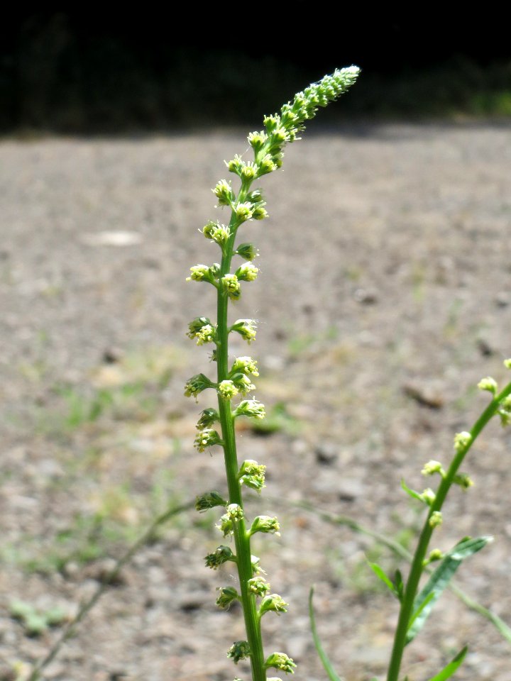 20140622Reseda_luteola1