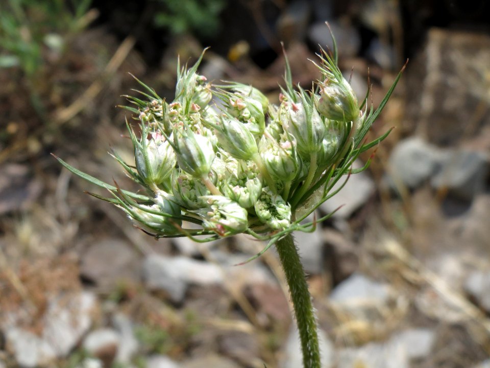 20140624Daucus_carota