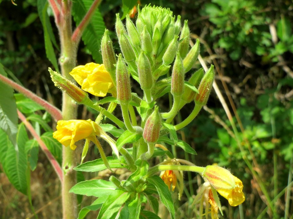 20140613Oenothera_biennis