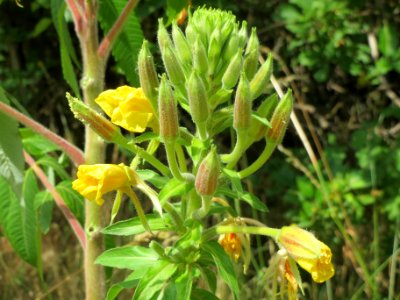 20140613Oenothera_biennis
