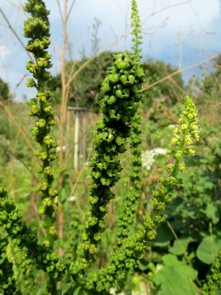 20140724Reseda_luteola04
